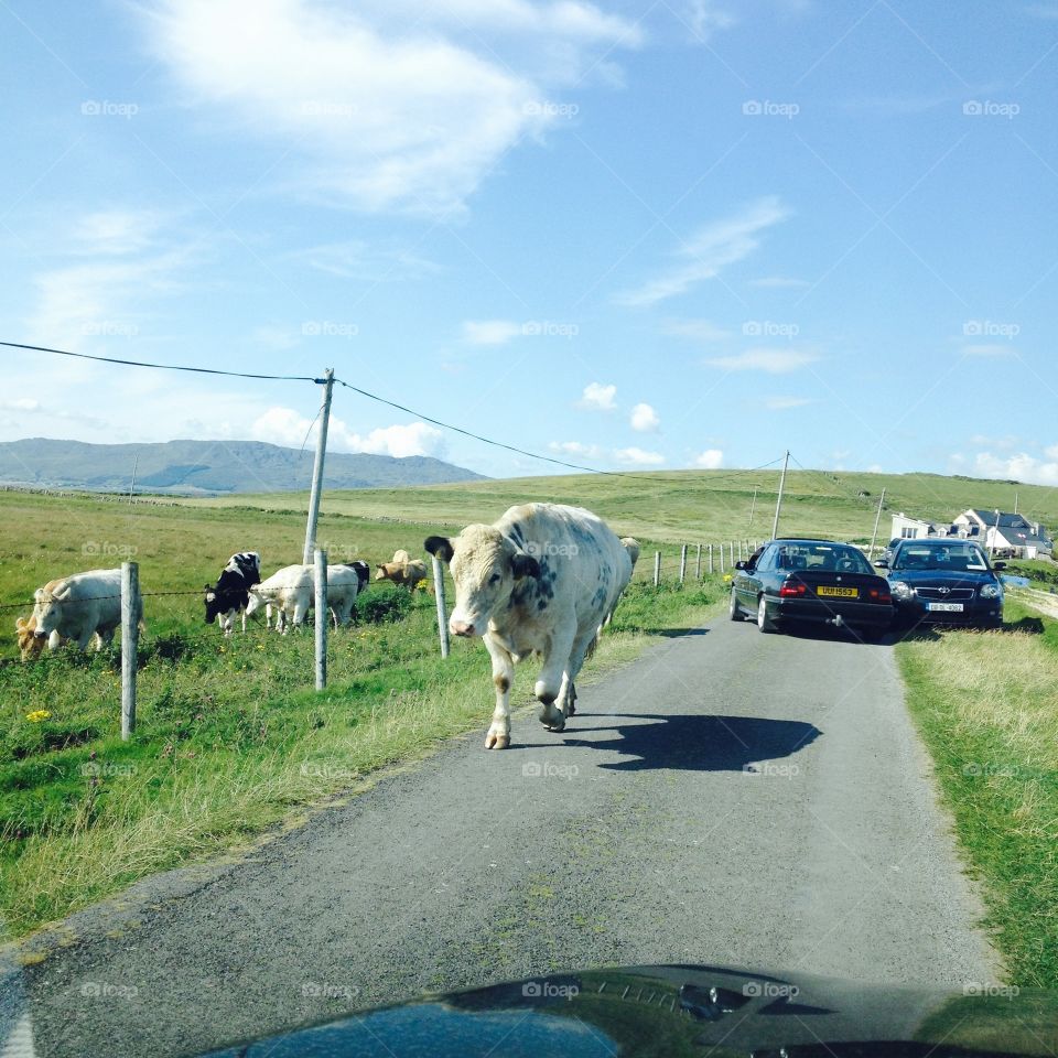 Animal traffic. A cow walking on a road in rural Ireland