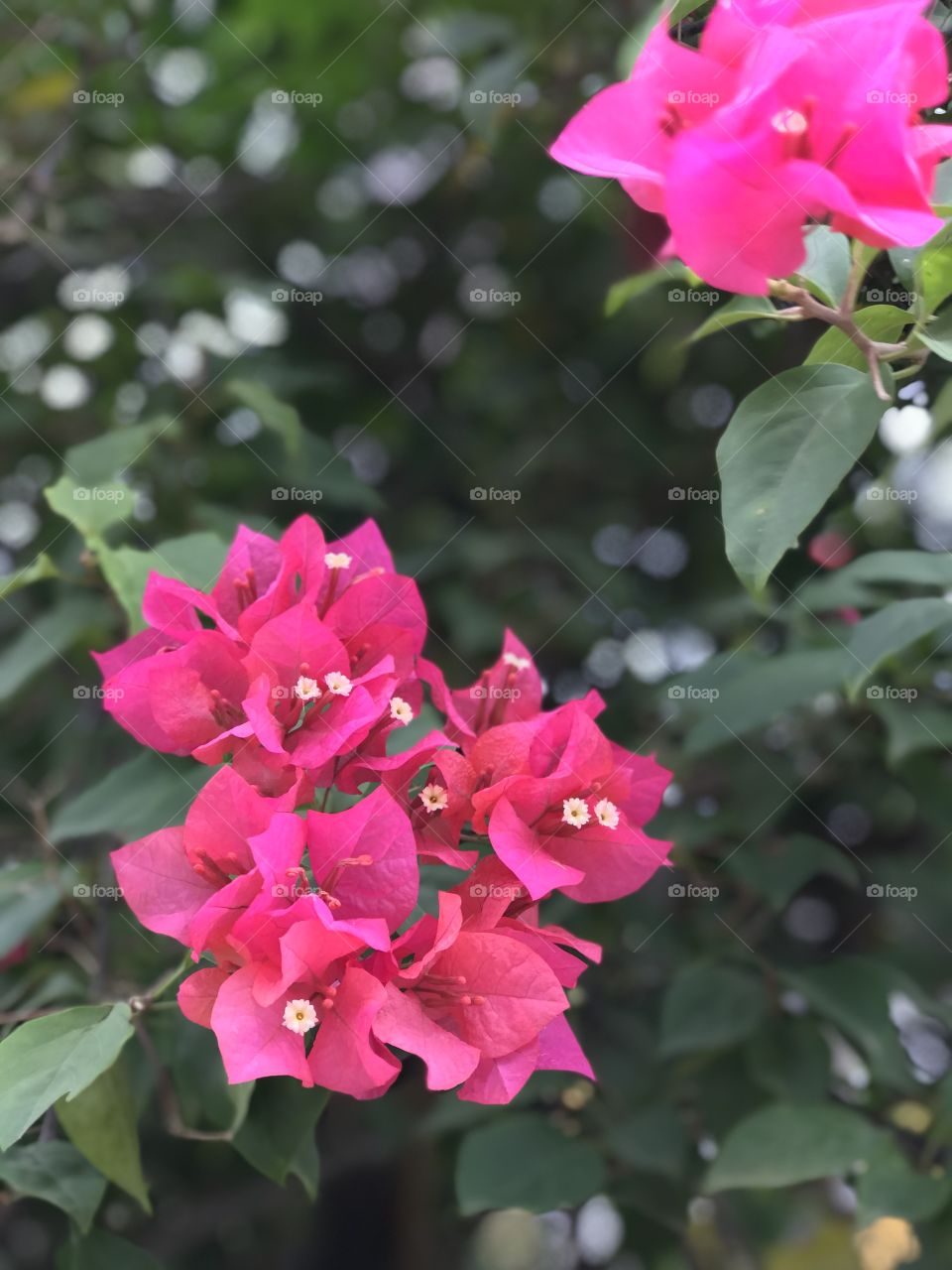 flower pink 