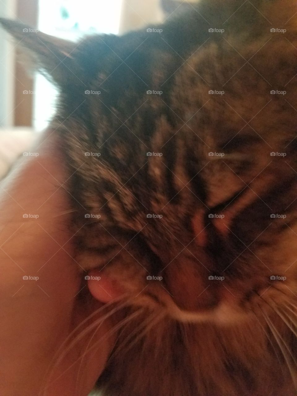 Cuddles with Shadowcat