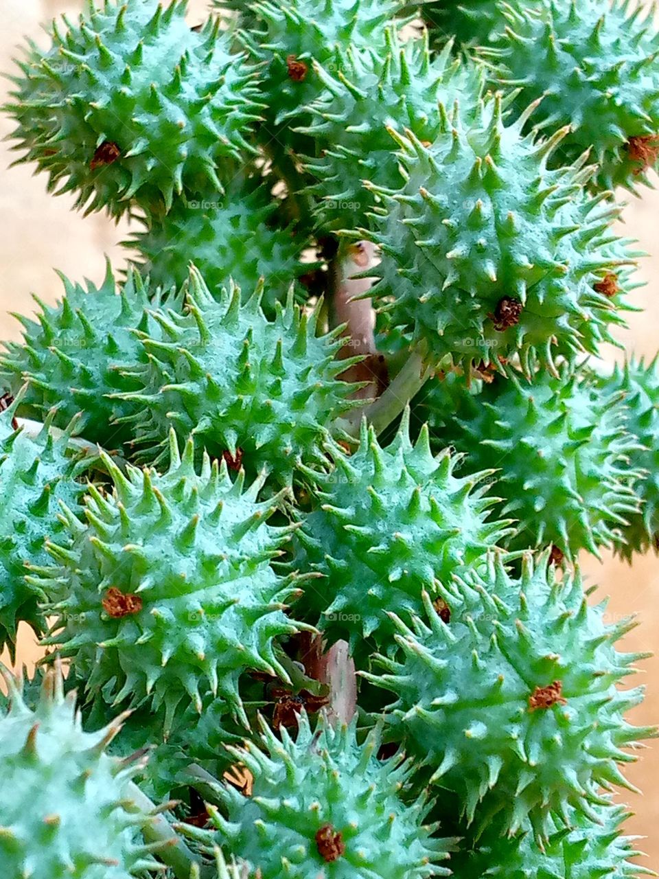 I came across this and it reminded me of the Corona virus 😂 
Sanitize and wear masks stay safe Y'all