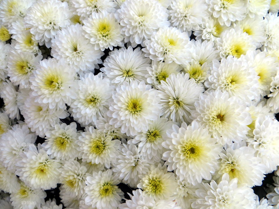 Full frame of white flowers