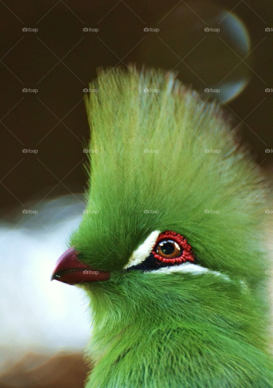 Guinea Turaco