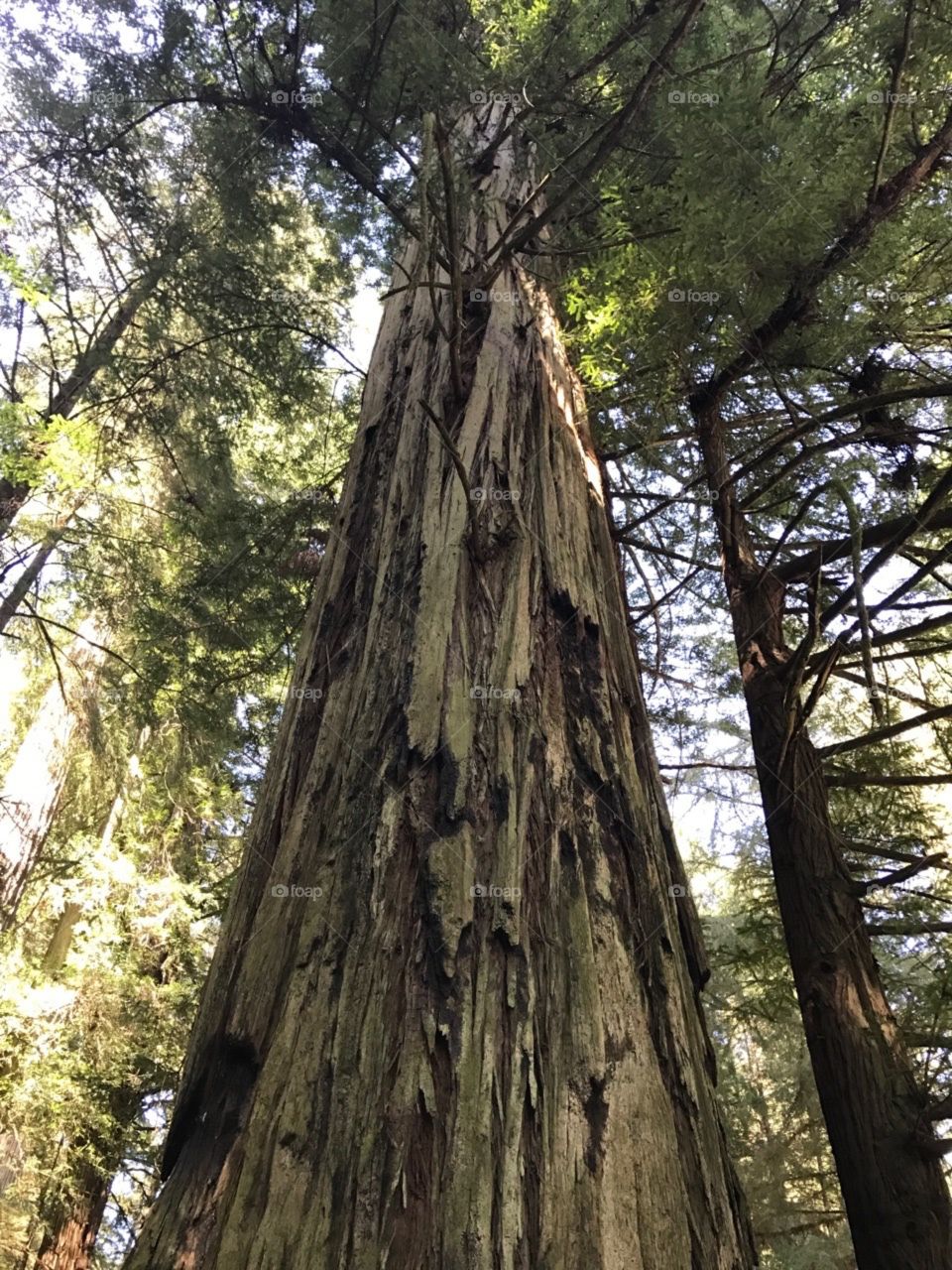 Beautiful tree in forest.