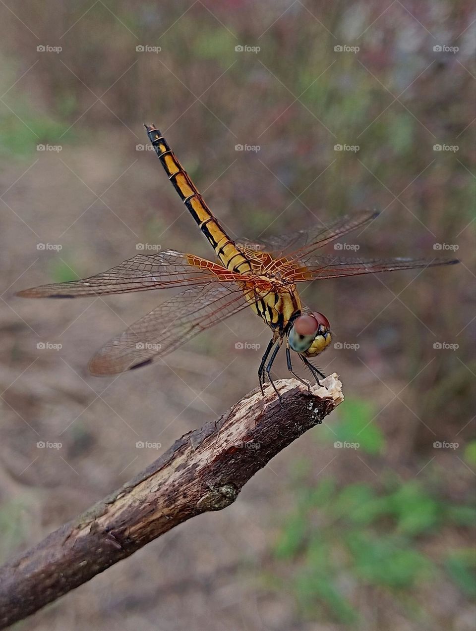 Dragonfly.