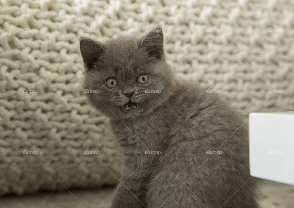 Grey kitten meowing