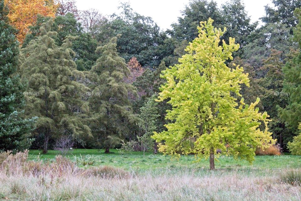autumn tree in the park