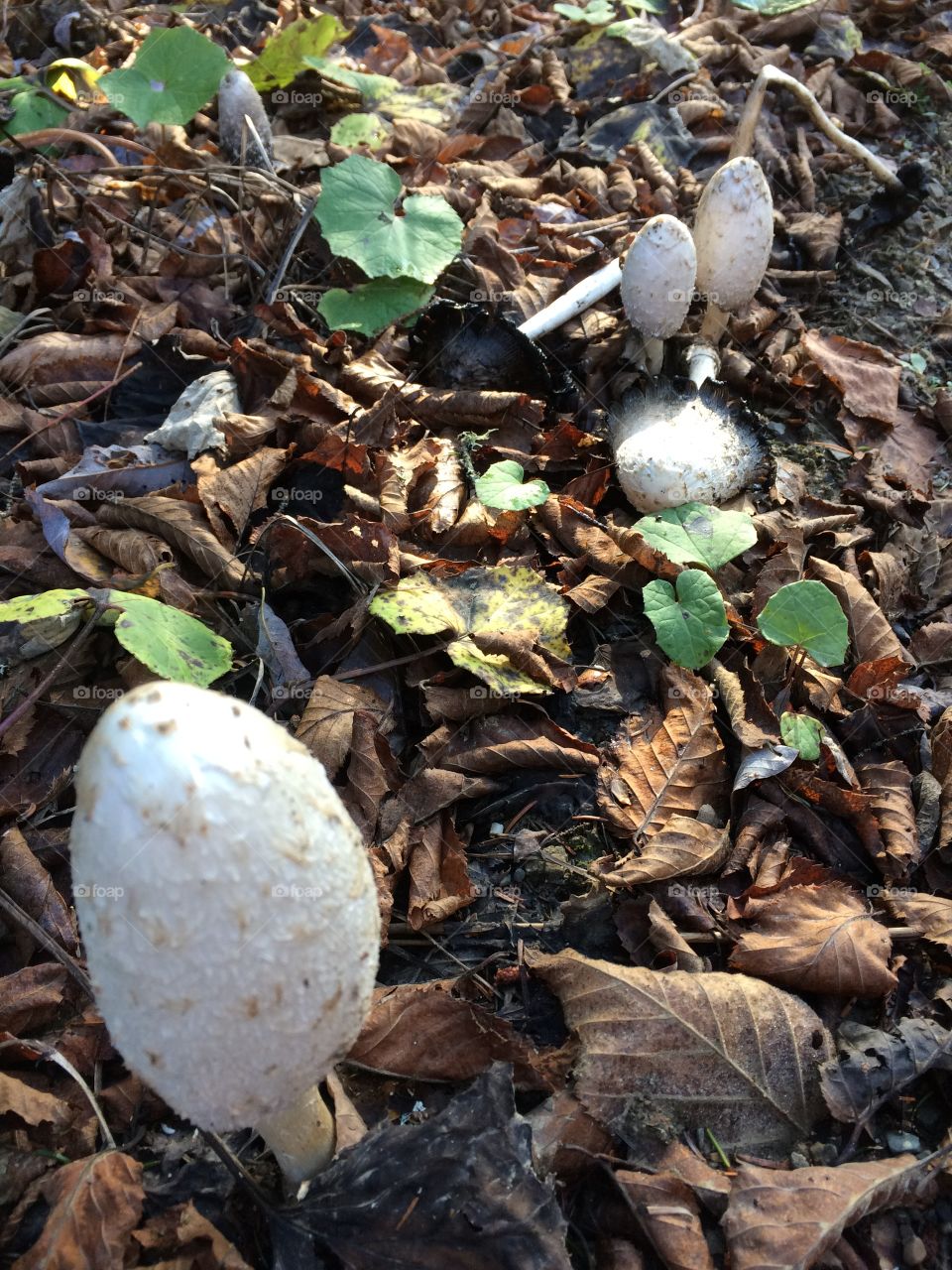 Mushrooms on the forest floor