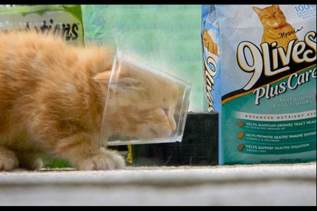 Silly Gizmo. 