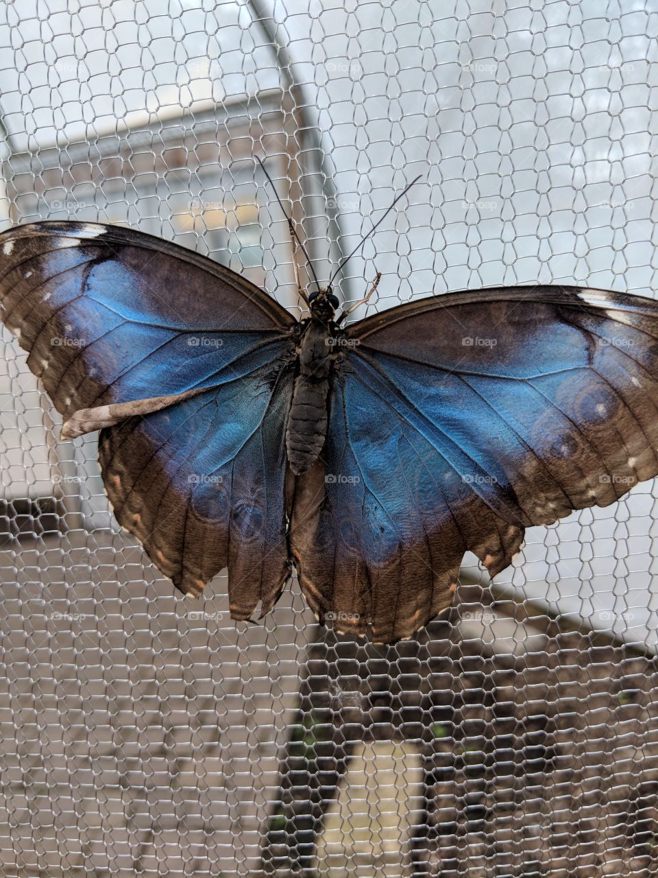 Blue butterfly