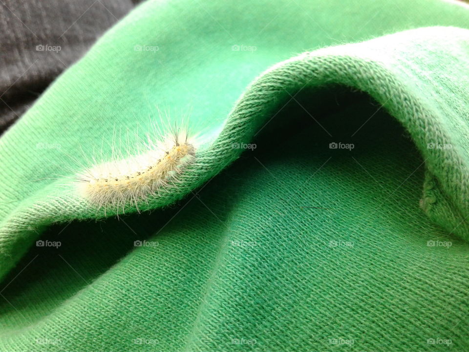 caterpillar on green