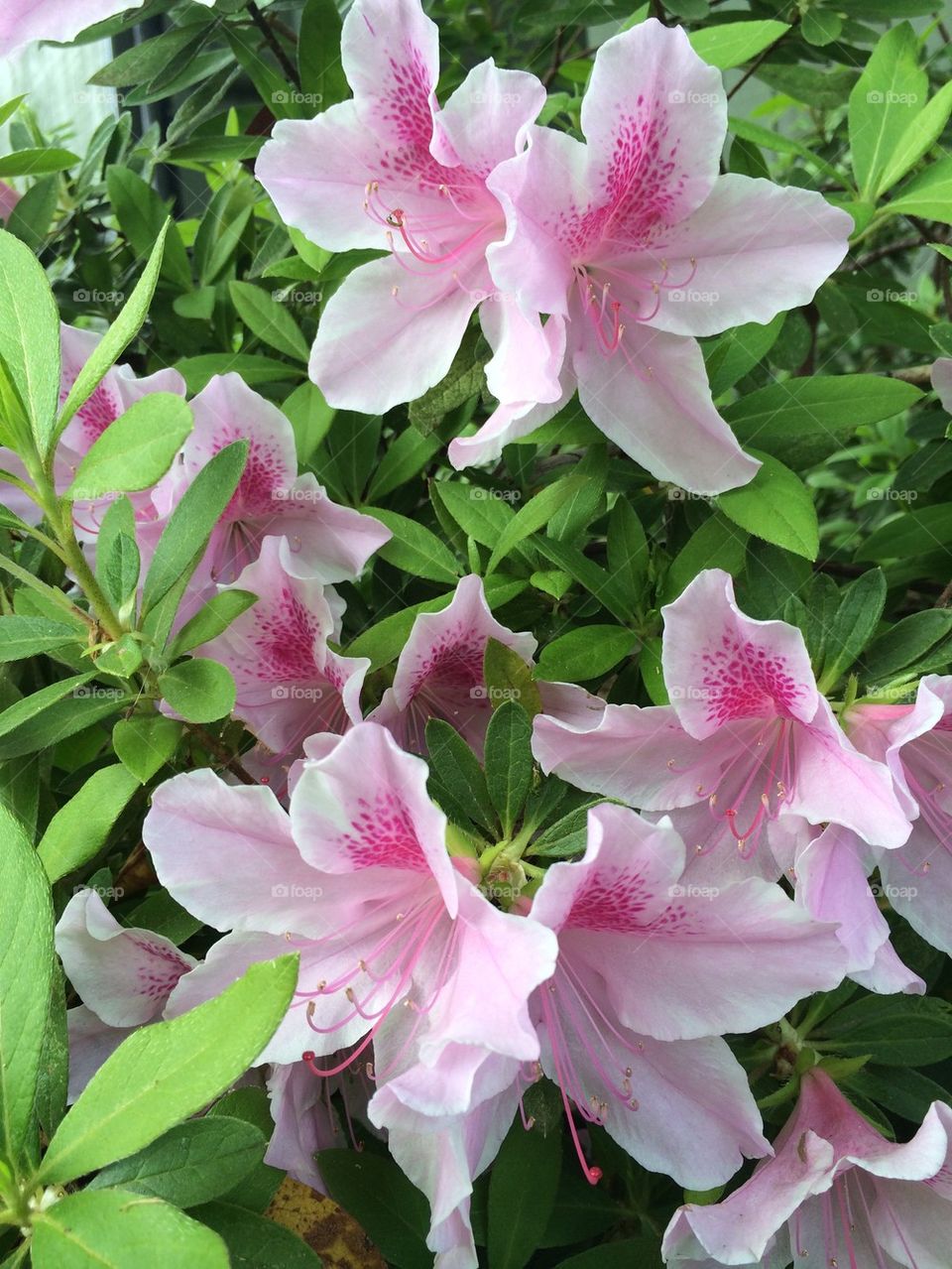 Azaleas