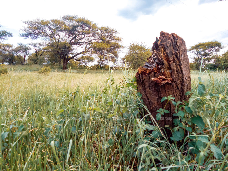 A tree log in the middle of grasses and some beautiful thorn trees in the near distance in the woods