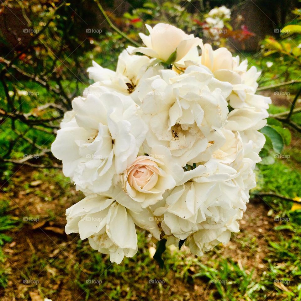 🌹 🇺🇸 Very beautiful flowers to brighten our day.  Live nature and its beauty. Did you like the delicate petals? / 🇧🇷 Flores muito bonitas para alegrar nosso dia. Viva a natureza e sua beleza. Gostaram das pétalas delicadas? 