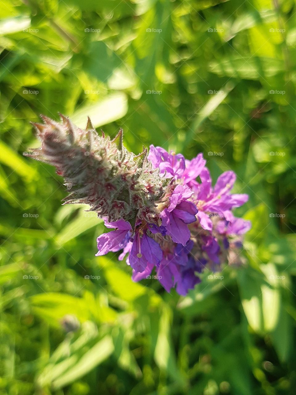 Purple loosestrife