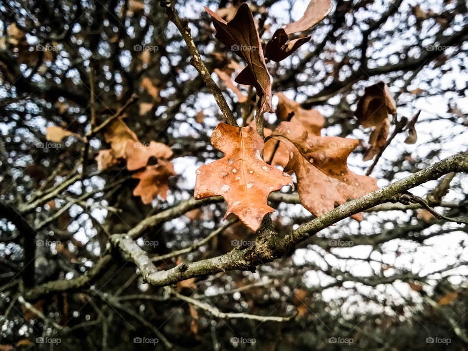 Oak Tree in Winter  Forest