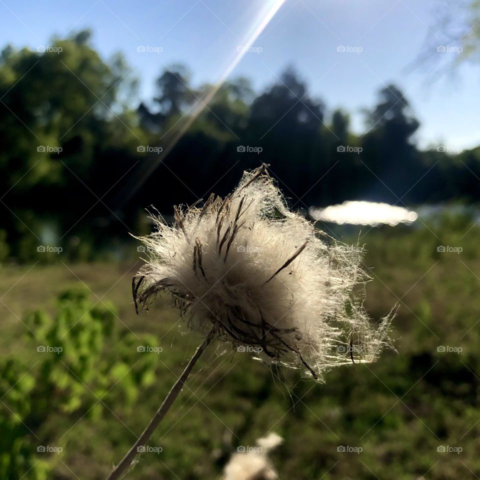 A thistle that has bloomed with white floaties waiting to be released into the wind 🤍