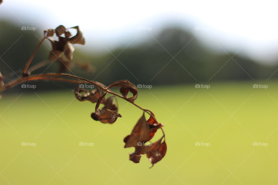 Brown leaves at the beginning of Autumn 