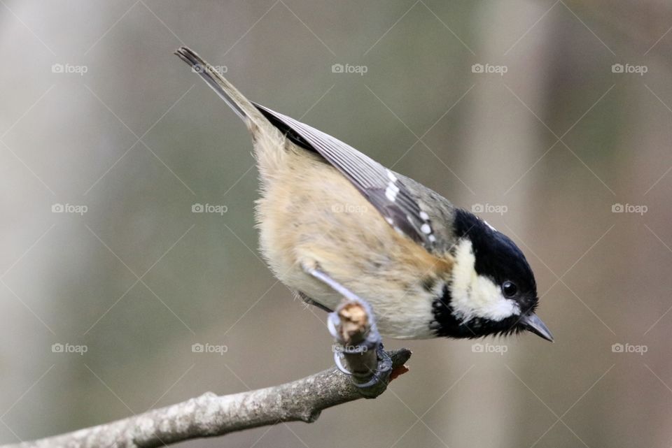 Coal tit 