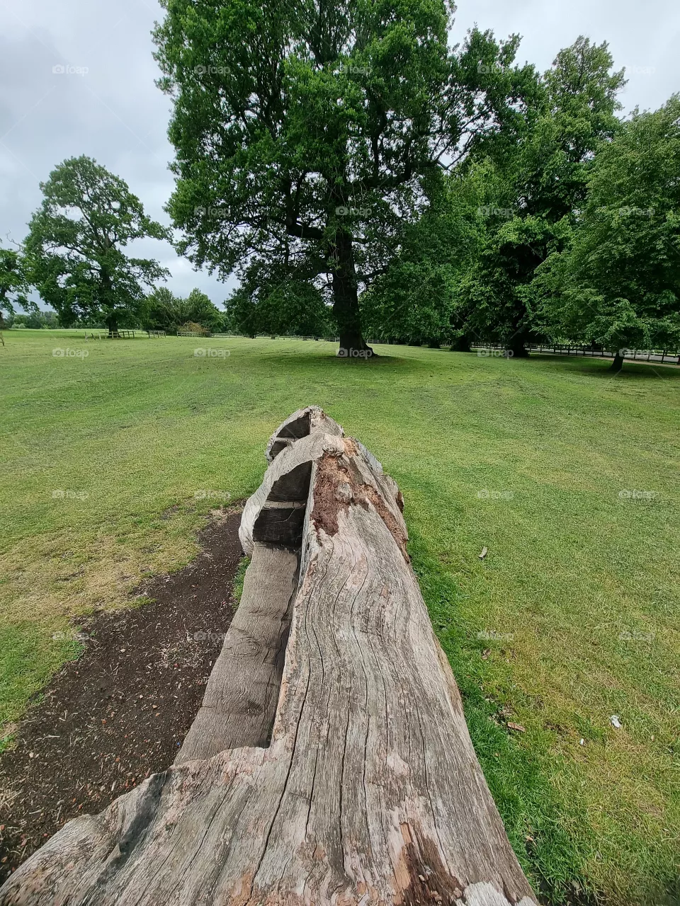 bench from tree