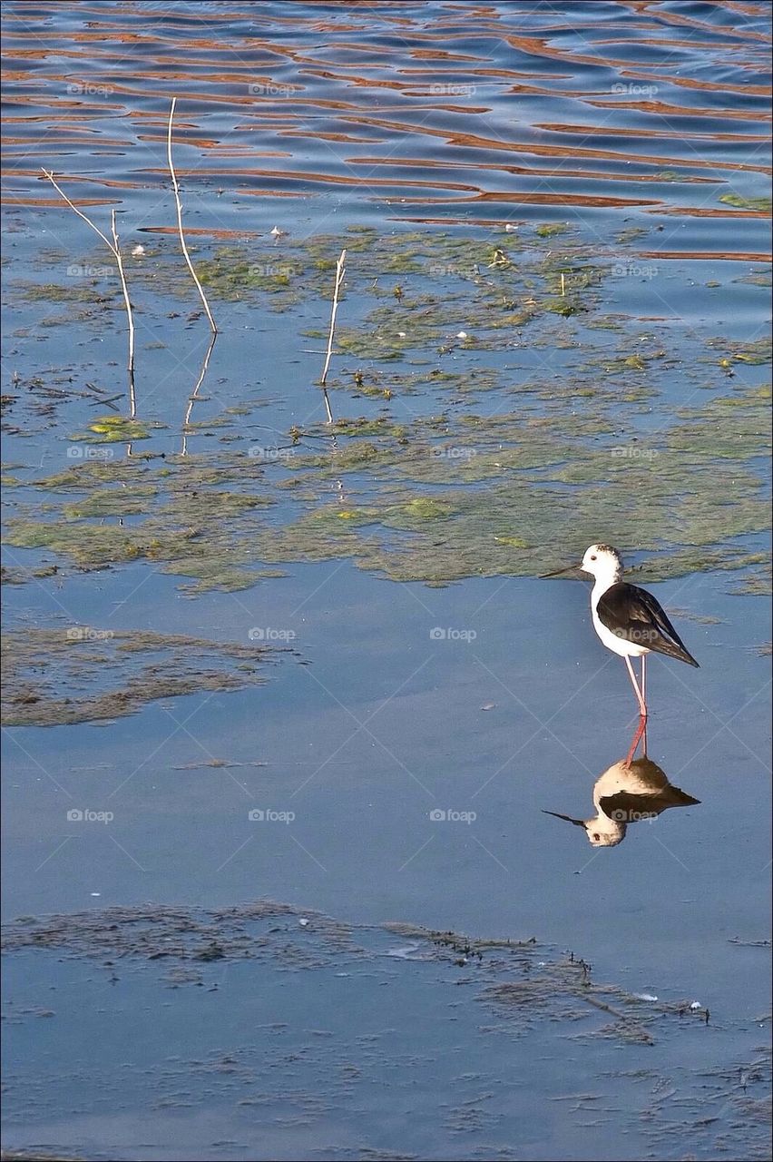 Shorebird