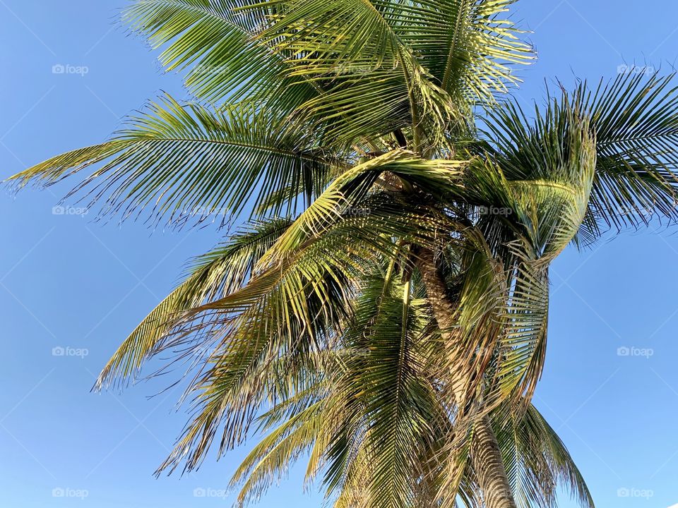 Blue sky and palm tree on sunny day 