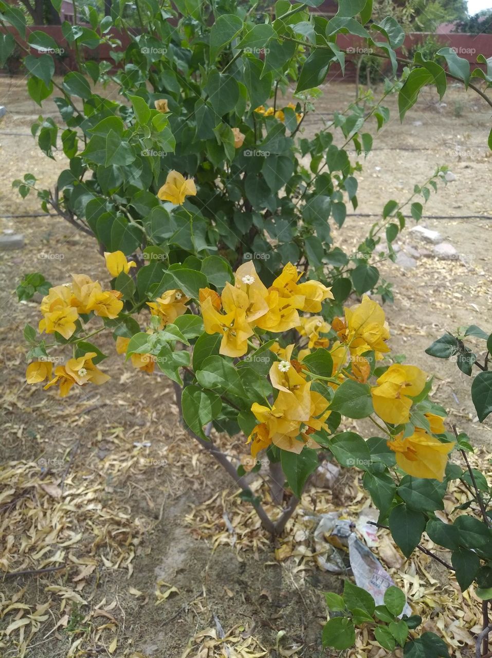 yellow boganvelia yellow flower shurb small in size fresh seasonal looking very beautiful generally found everywhere fresh