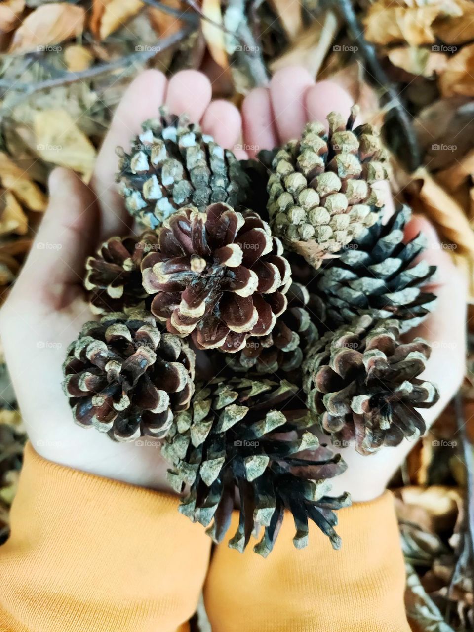 A boy is holding some pinecones in his hands