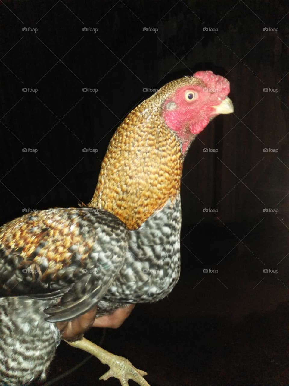 Country chicken 