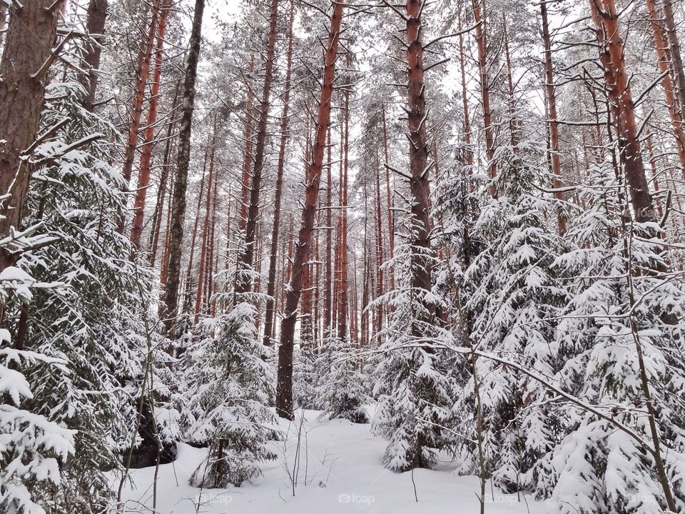 Winter forest 