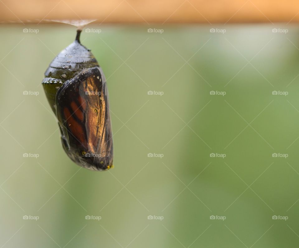 The Awakening of a Monarch Butterfly Chrysalis