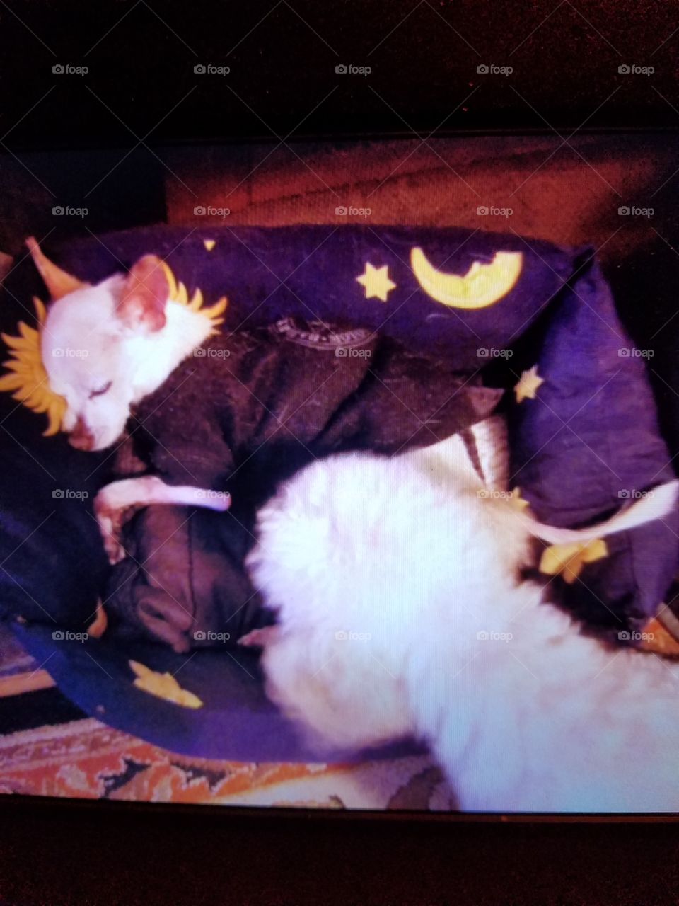 Chiuawaha sleeping in bed, poodle watching over him🐾