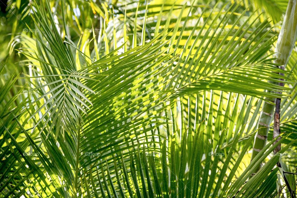 Palm fronds in the light. 