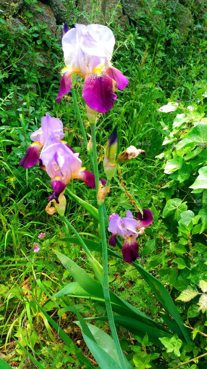 Purple Iris Barbata (Bearded) in a garden of the Italian island of Ischia