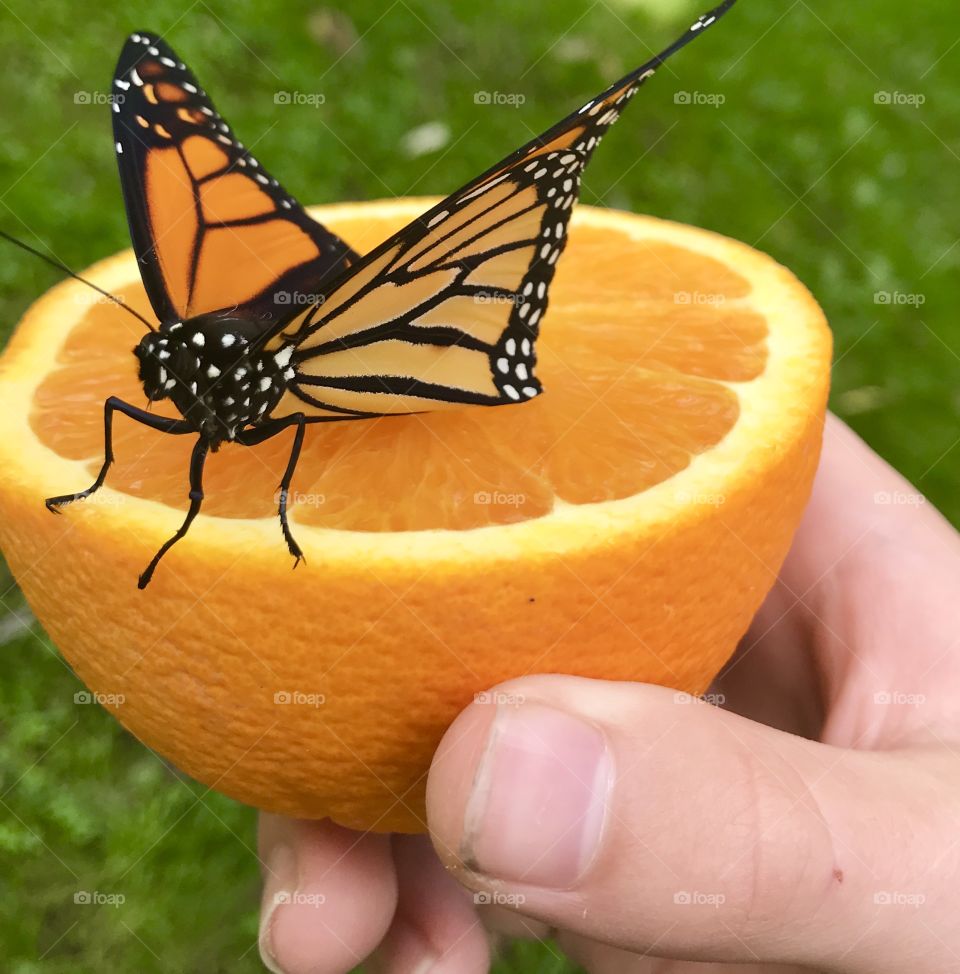 Love Color, monarch butterfly on an orange 