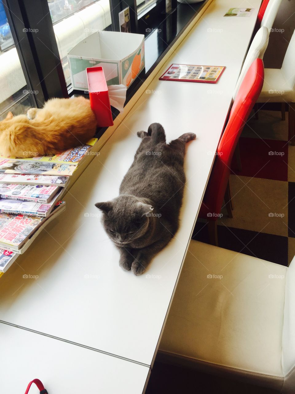 Cat stretch. Cat stretching out in a cat cafe in Tokyo