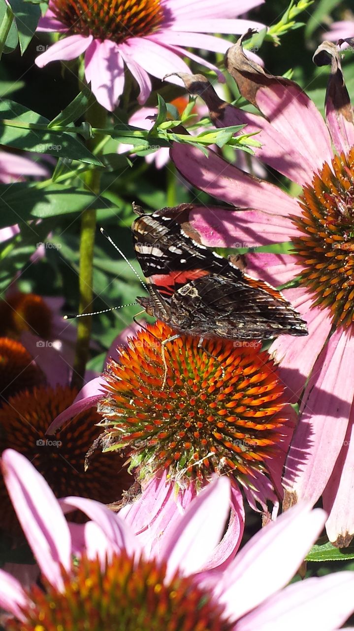 Butterfly on Purple coneflower