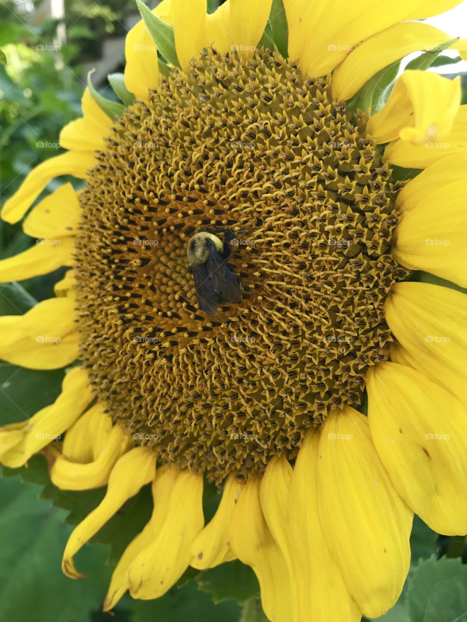 Nature, Summer, Flora, Sunflower, Flower