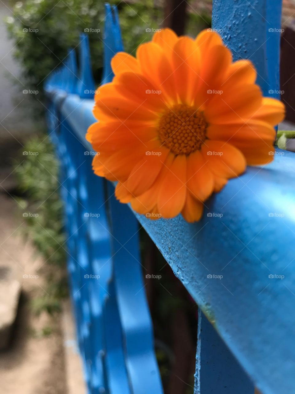 On Ona beautiful orange marigold flower on a lighter blue fence.