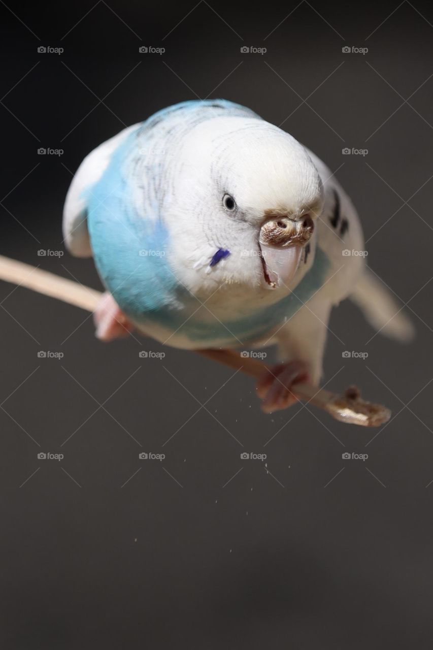 A striking white and blue budgie perches on a feeding stick in the warm sunshine