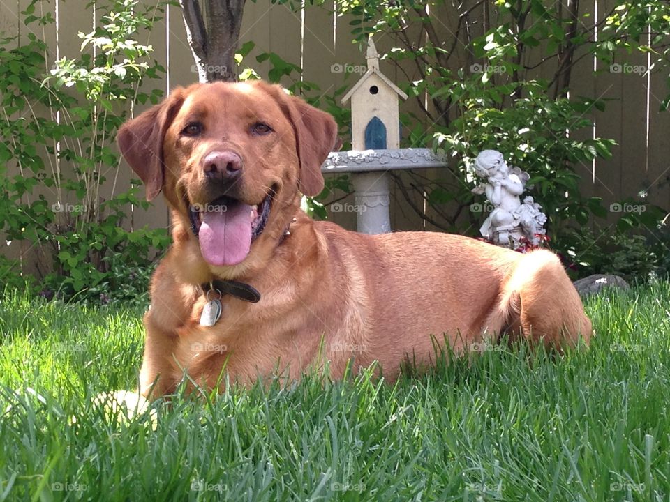 Happy Labrador in the summertime garden