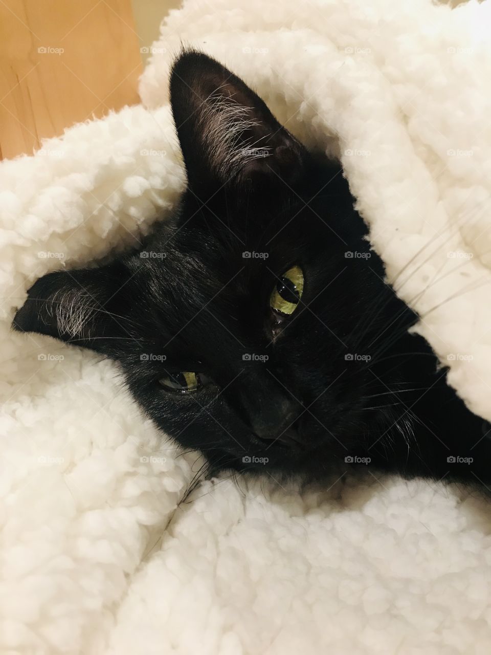 Fun photo with darling black kitty cat laying completely cuddled up in cozy white blanket!! 