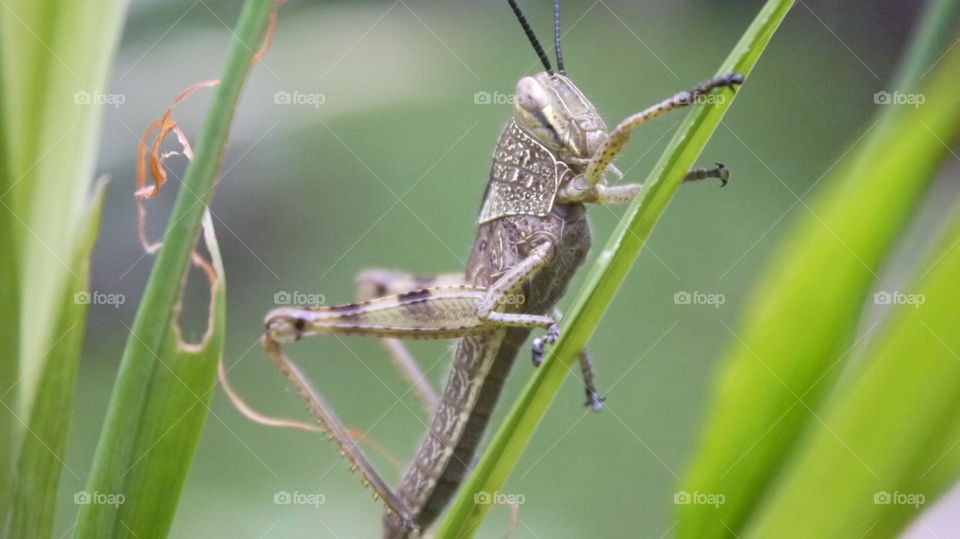 Grasshoppers behind weeds
