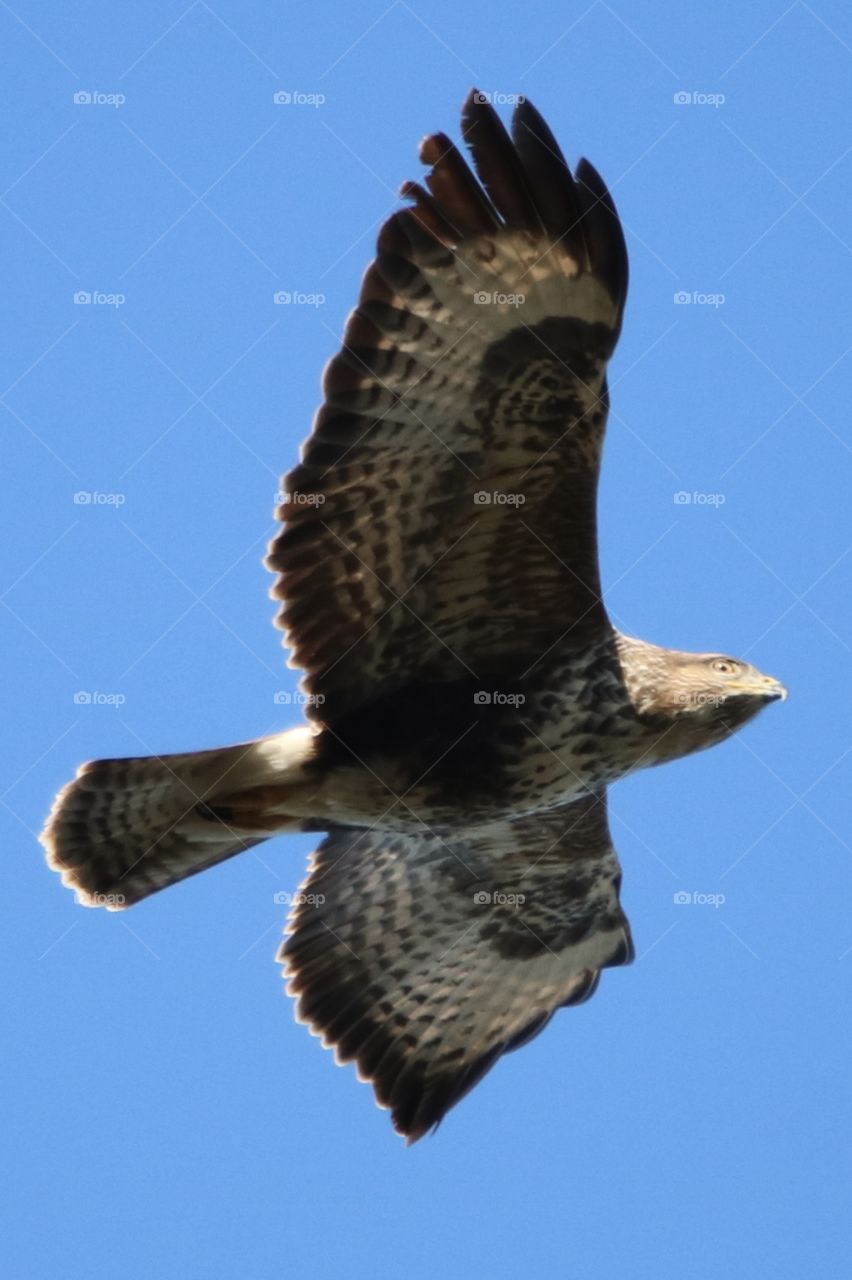 Buzzard 
