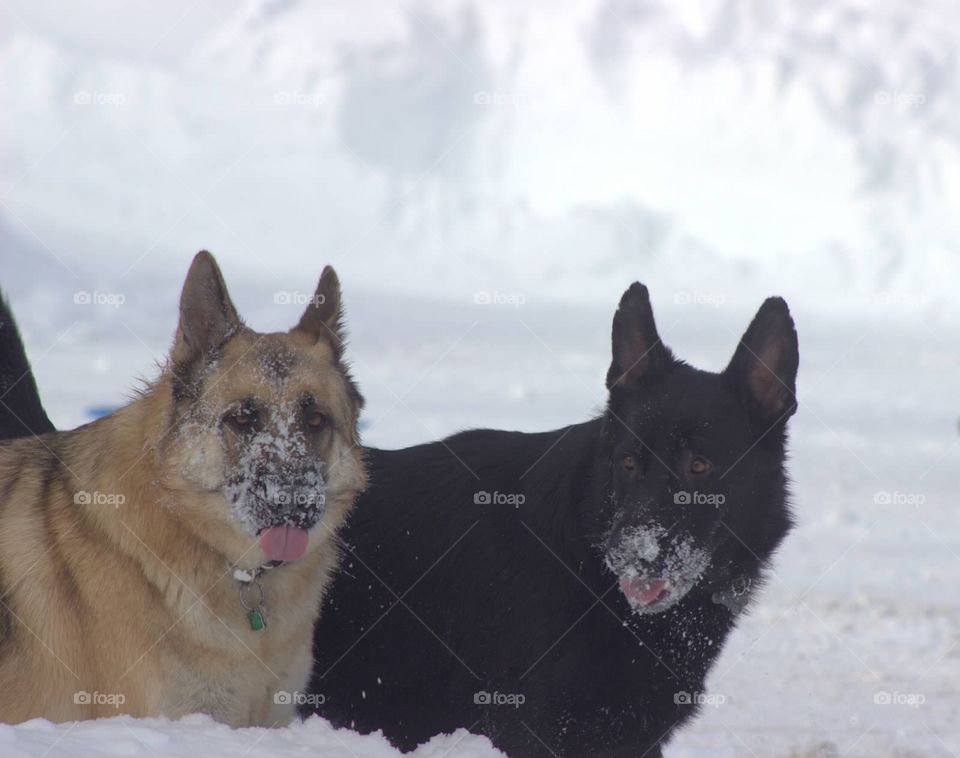 Two German Shepherd brothers playing in the snow together. 