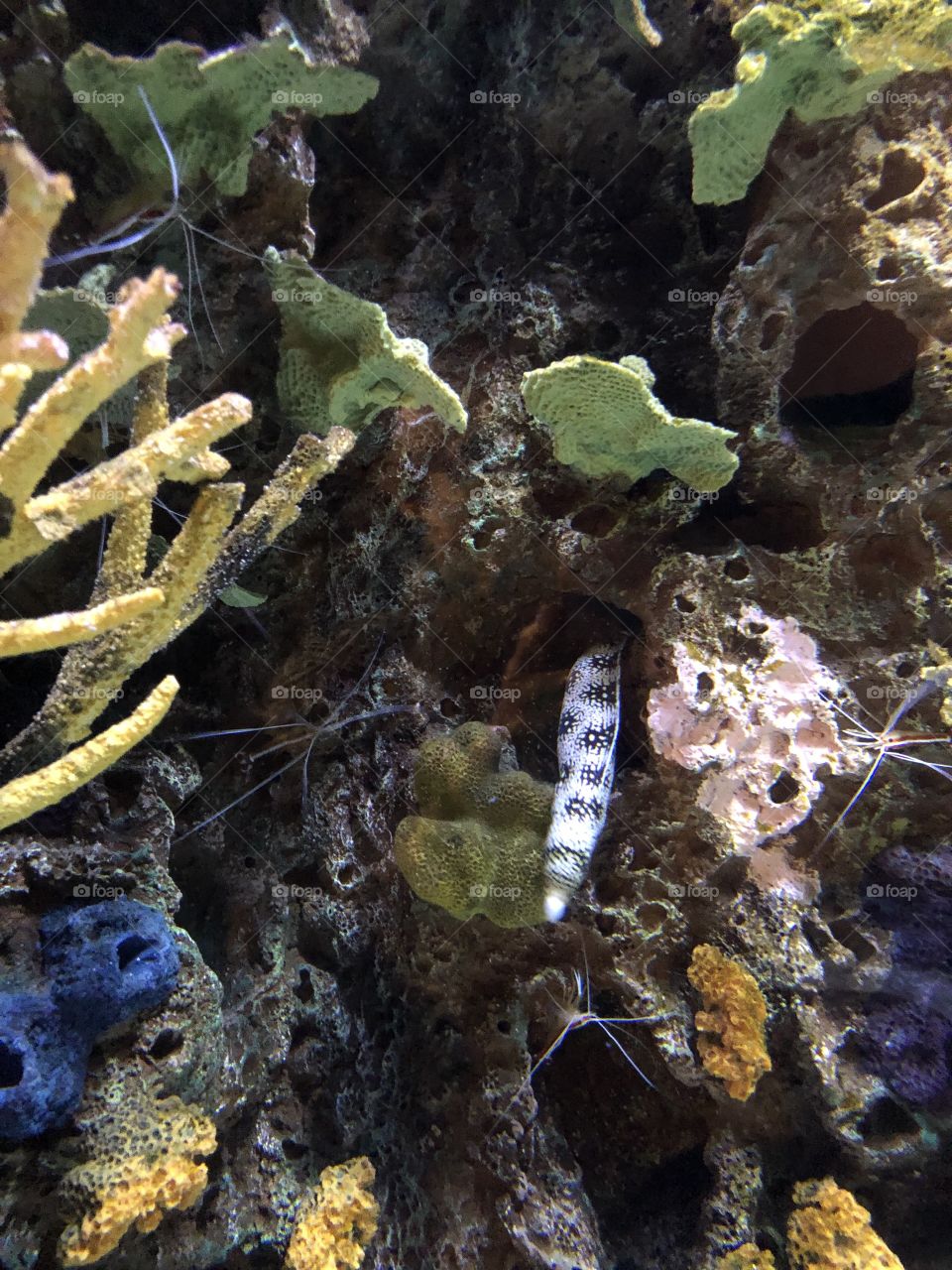Snowflake Eel