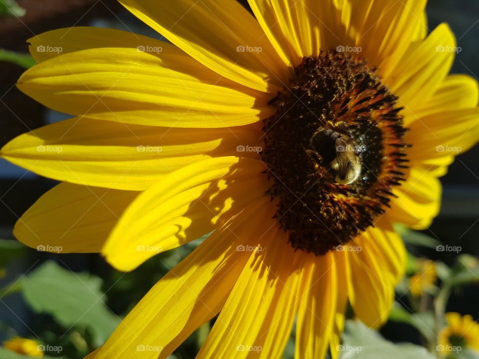 Nature, Flower, Bee, Summer, Sunflower