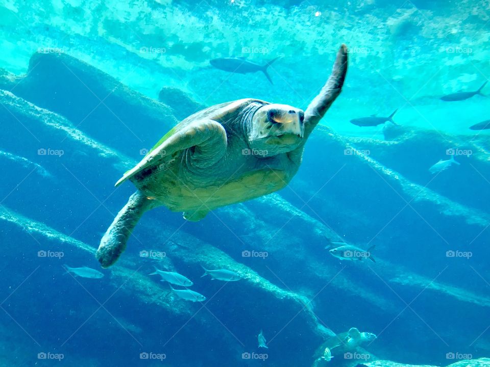 Beautiful turtle swims lazily around in clear, cool blue water. 