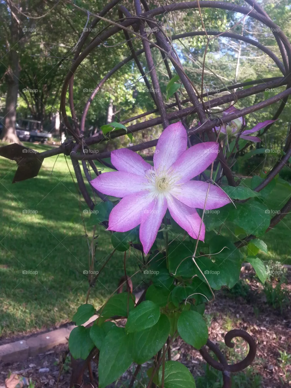 clematis
