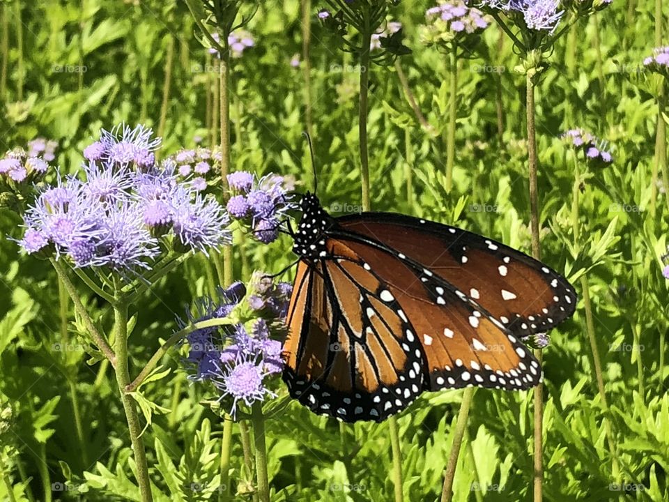 Monarch butterfly 