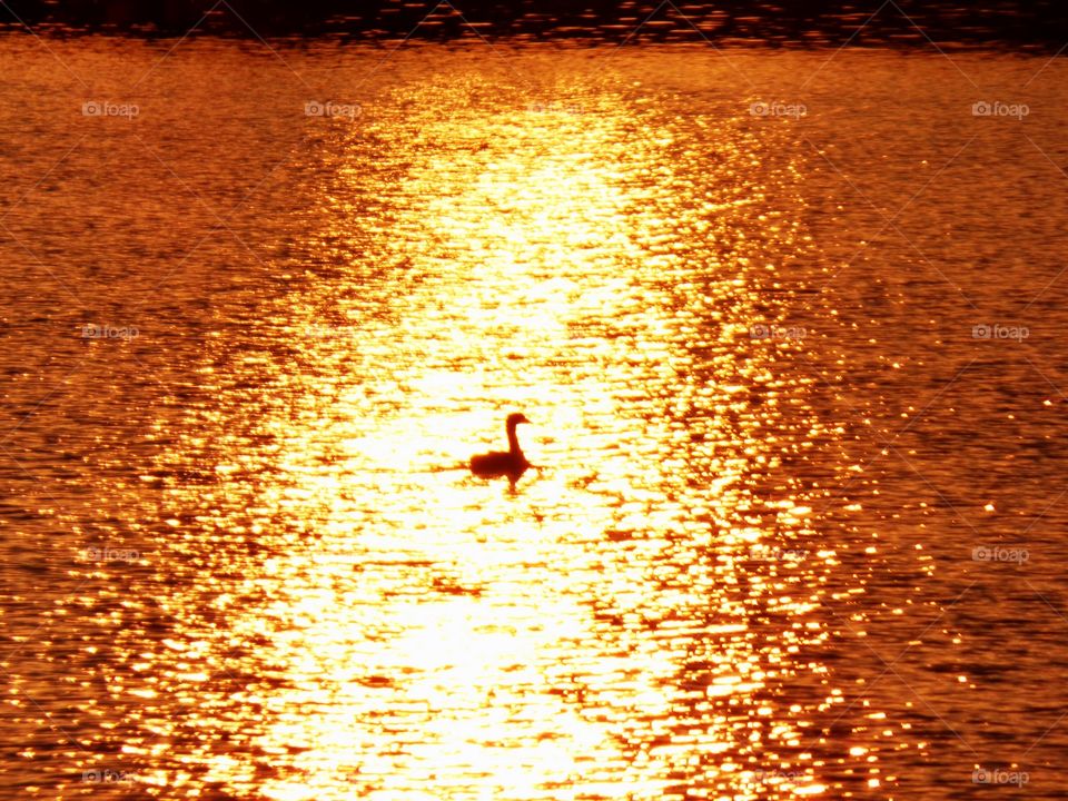 Duck swimming on the lake at sunset 